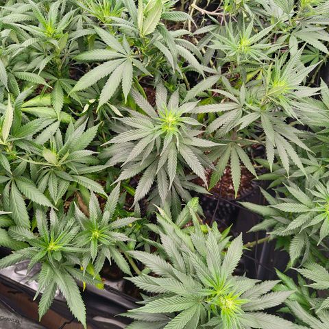 Cherry Poppers growlog timeline photo