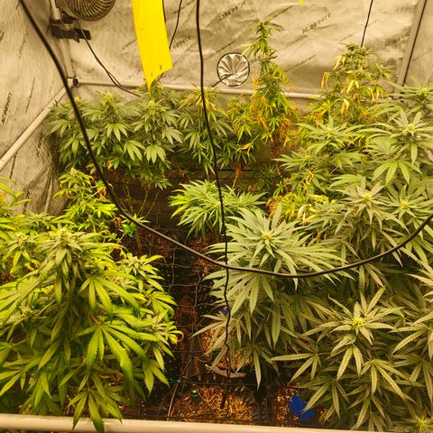 Cherry Poppers growlog timeline photo
