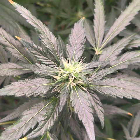 Cherry Poppers growlog timeline photo
