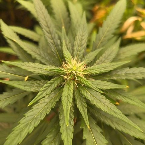 Cherry Poppers growlog timeline photo