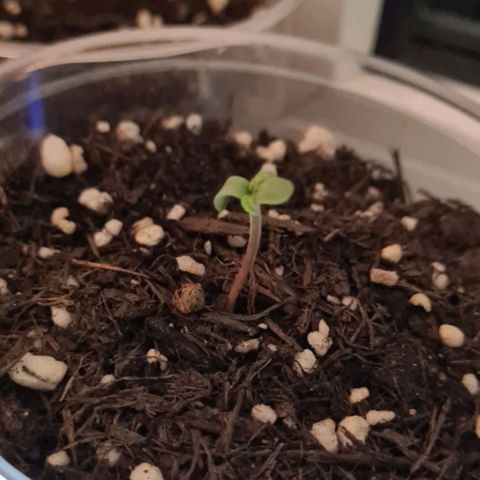 Grapefruit Auto growlog timeline photo