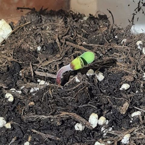 Northern Lights #9 growlog timeline photo
