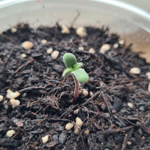 Northern Lights #9 growlog timeline photo