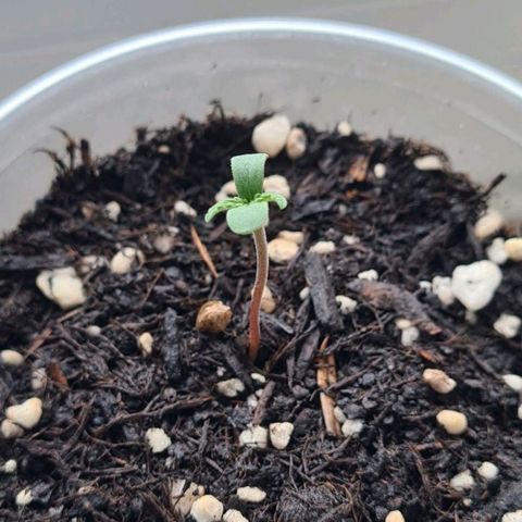 Grapefruit Auto growlog timeline photo
