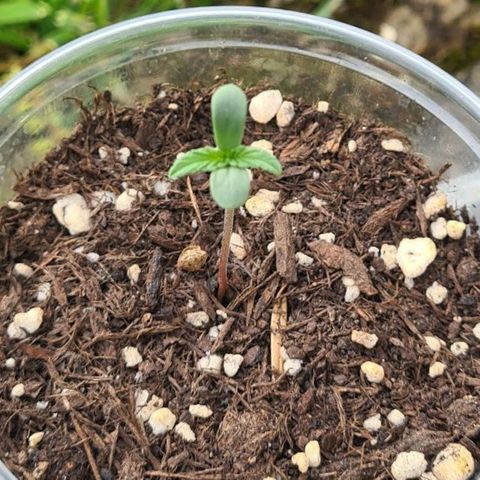 Grapefruit Auto growlog photo: 5,5 cm
