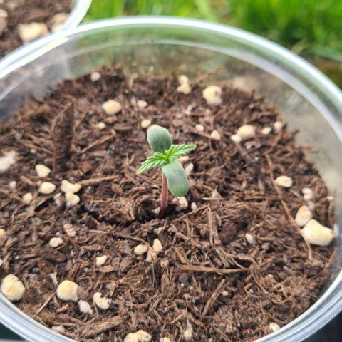 Northern Lights #9 growlog photo: 3,5 cm