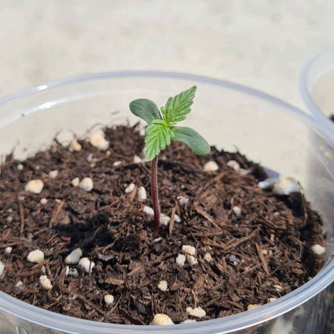 Northern Lights #9 growlog timeline photo