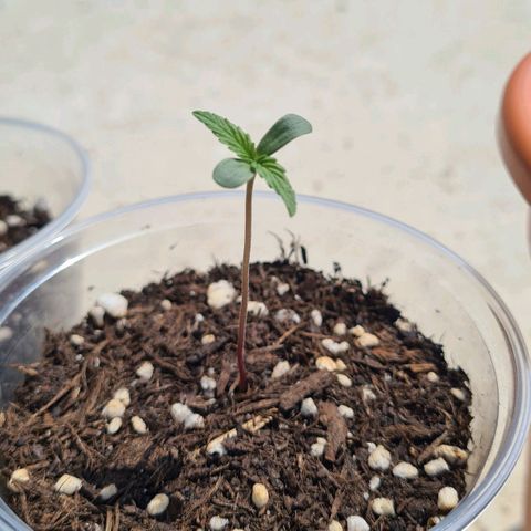 Grapefruit Auto growlog timeline photo
