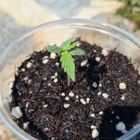 Northern Lights #9 growlog timeline photo