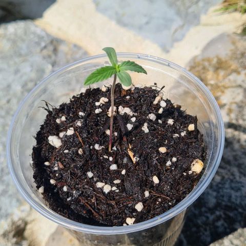 Grapefruit Auto growlog timeline photo