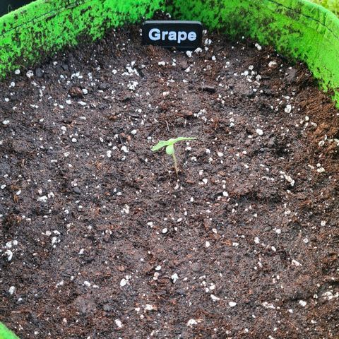Grapefruit Auto growlog timeline photo