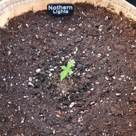 Northern Lights #9 growlog photo: In Endtopf umgeplanzt.