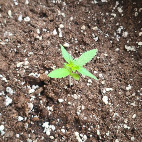 Grapefruit Auto growlog timeline photo