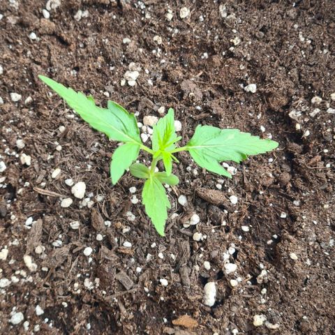 Northern Lights #9 growlog timeline photo