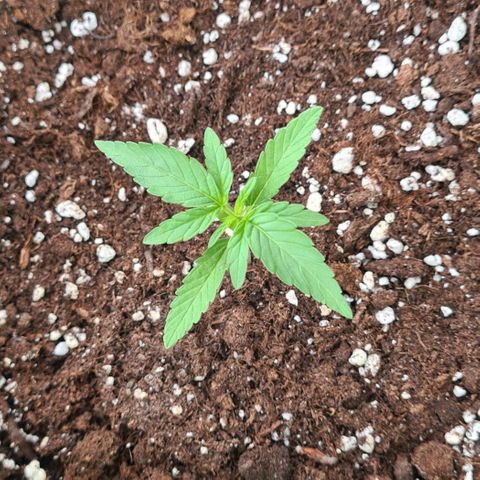 Grapefruit Auto growlog timeline photo
