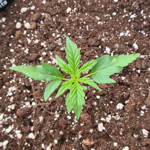 Northern Lights #9 growlog timeline photo