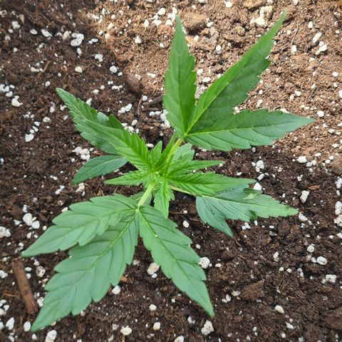 Northern Lights #9 growlog timeline photo
