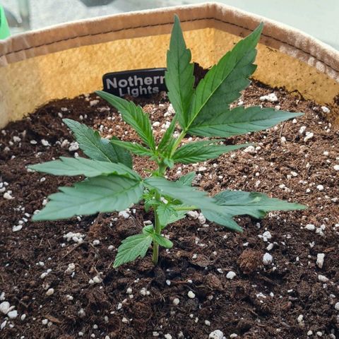 Northern Lights #9 growlog timeline photo