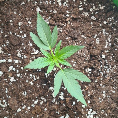 Grapefruit Auto growlog timeline photo