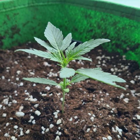 Grapefruit Auto growlog timeline photo