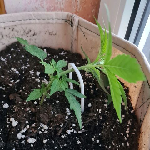 Northern Lights #9 growlog timeline photo