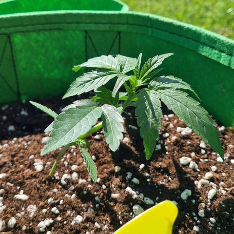 Grapefruit Auto growlog timeline photo