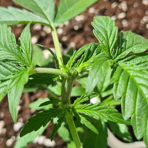 Northern Lights #9 growlog timeline photo