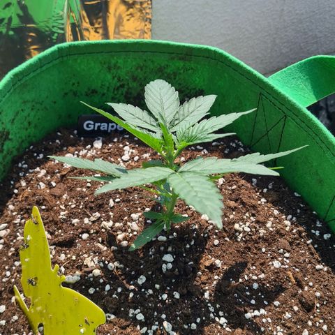 Grapefruit Auto growlog timeline photo