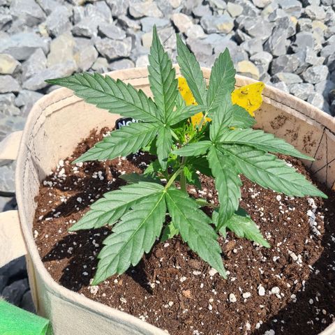 Northern Lights #9 growlog timeline photo