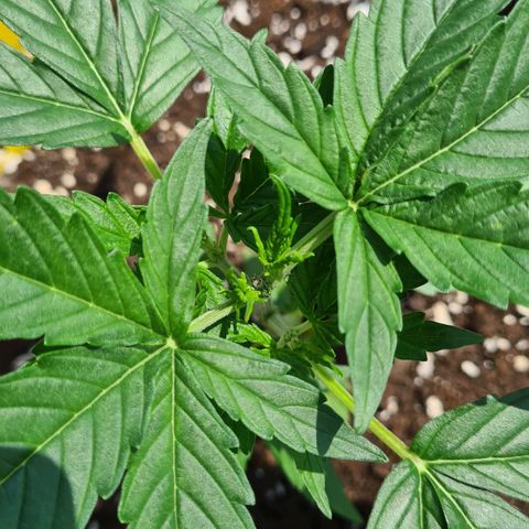 Northern Lights #9 growlog timeline photo