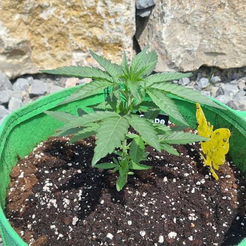 Grapefruit Auto growlog timeline photo