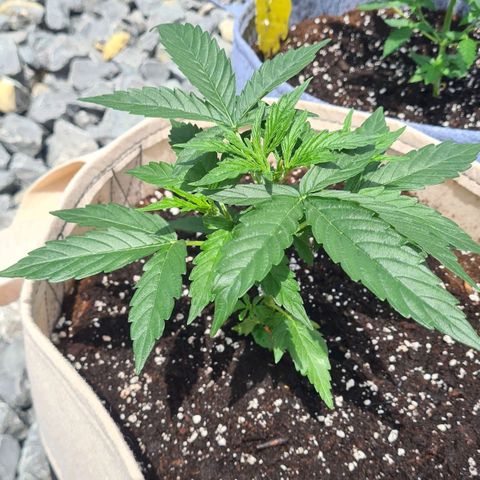 Northern Lights #9 growlog timeline photo