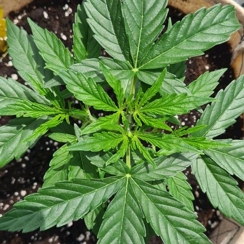 Northern Lights #9 growlog timeline photo