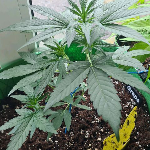 Grapefruit Auto growlog timeline photo