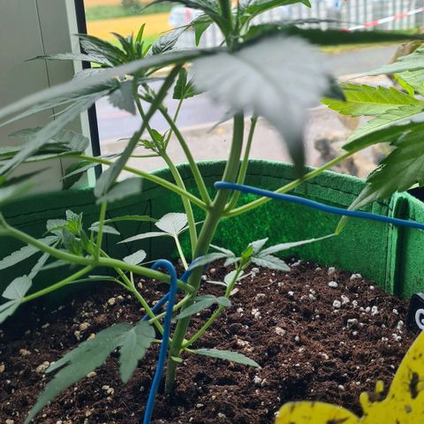 Grapefruit Auto growlog timeline photo