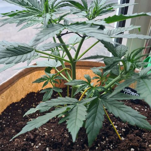 Northern Lights #9 growlog timeline photo
