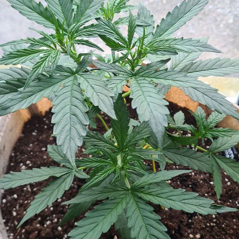 Northern Lights #9 growlog timeline photo