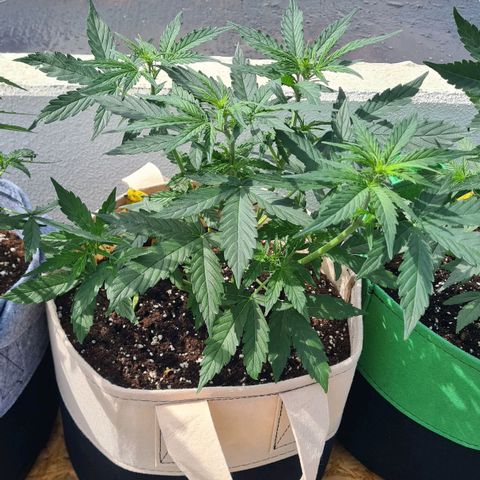 Northern Lights #9 growlog timeline photo