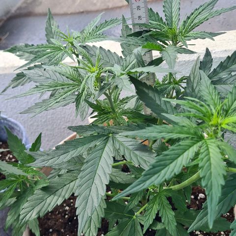Northern Lights #9 growlog timeline photo