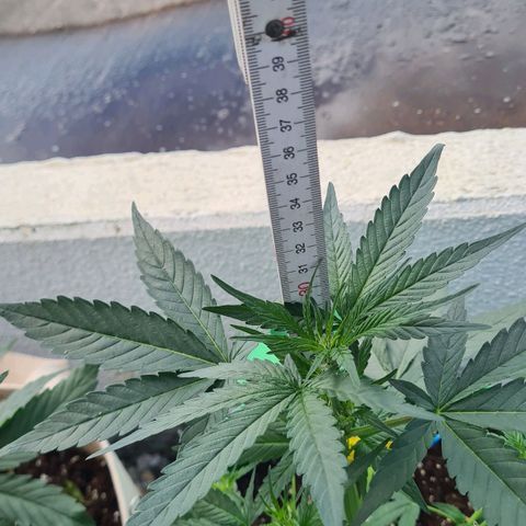 Grapefruit Auto growlog timeline photo