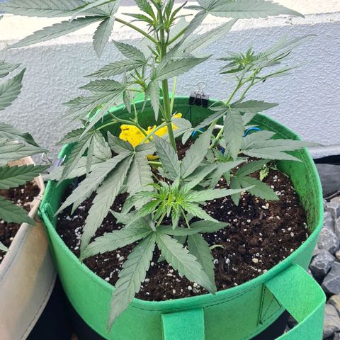Grapefruit Auto growlog timeline photo