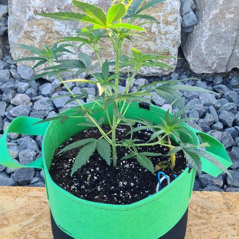 Grapefruit Auto growlog timeline photo