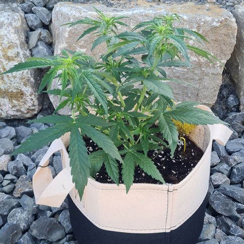 Northern Lights #9 growlog timeline photo