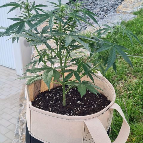 Northern Lights #9 growlog timeline photo