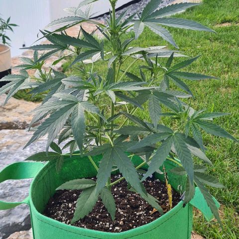 Grapefruit Auto growlog timeline photo