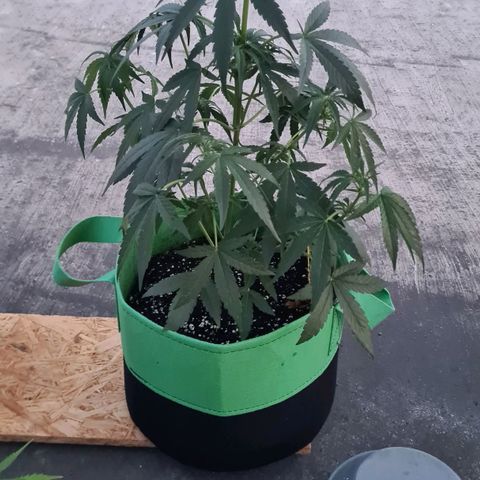 Grapefruit Auto growlog timeline photo