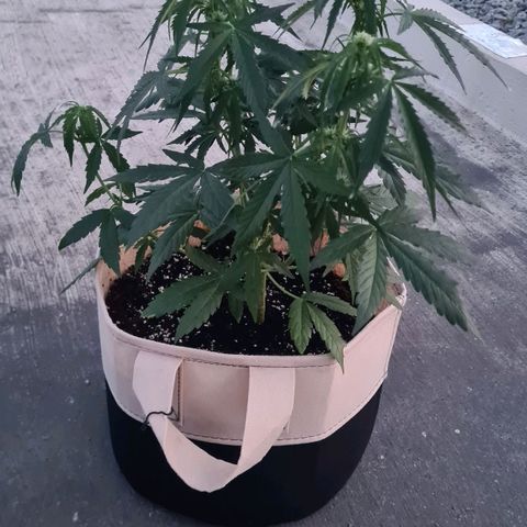 Northern Lights #9 growlog timeline photo