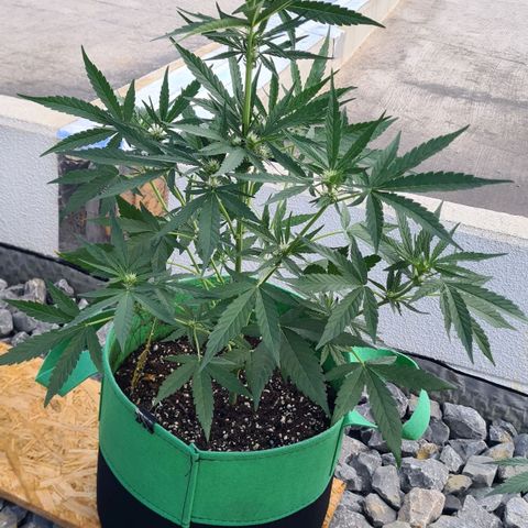 Grapefruit Auto growlog timeline photo