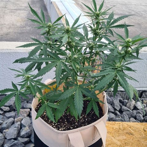 Northern Lights #9 growlog timeline photo