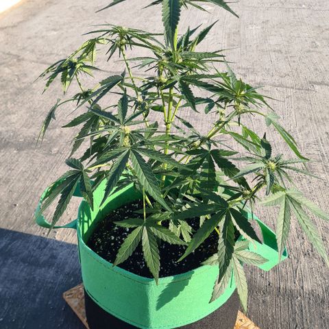 Grapefruit Auto growlog timeline photo